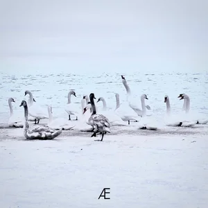 GRNT · subscriber — Æ